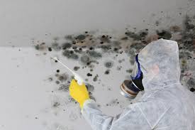 Professional Mold Removal in Browns Point, WA